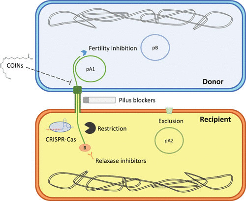 FIGURE 2