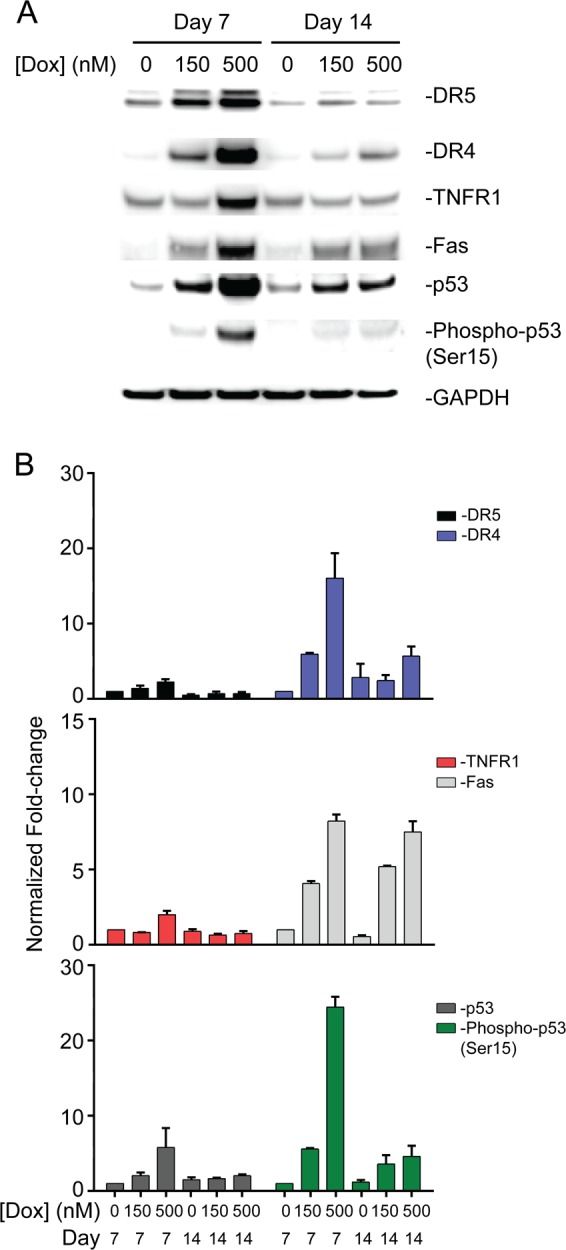 Fig. 8