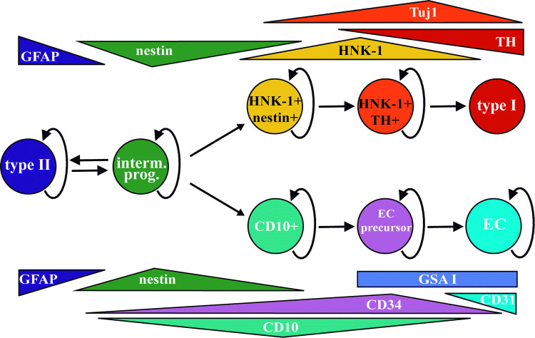 Fig. 2