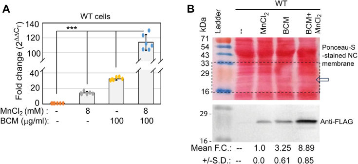 Figure 7