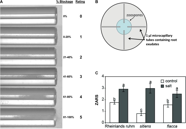 FIGURE 1