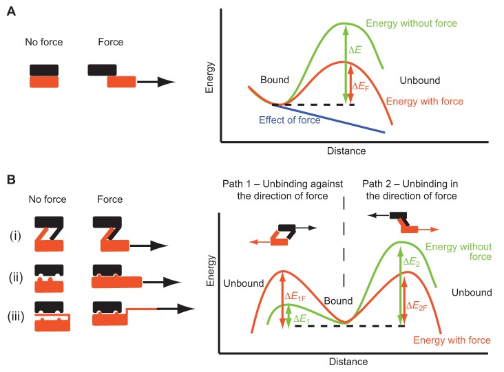 Box 2. Biophysics of unfolding proteins and breaking bonds