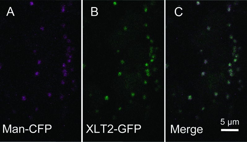 Figure 4.