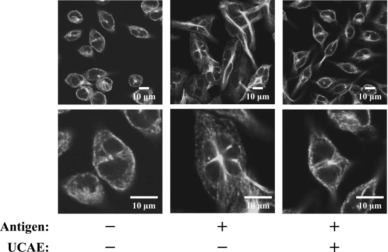 Fig. 6