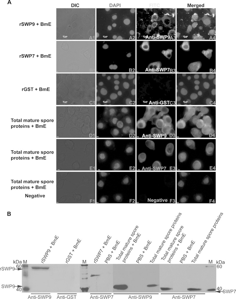 FIG 8