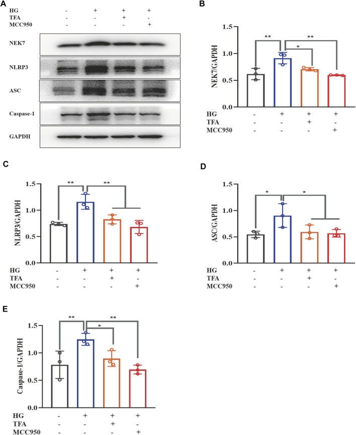 FIGURE 3