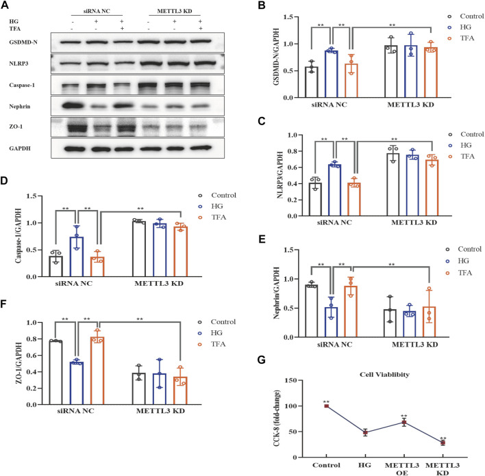 FIGURE 11