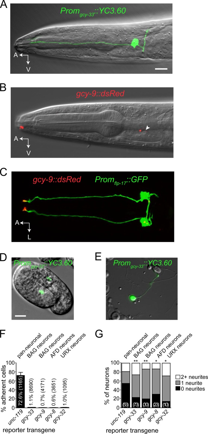 FIGURE 1.