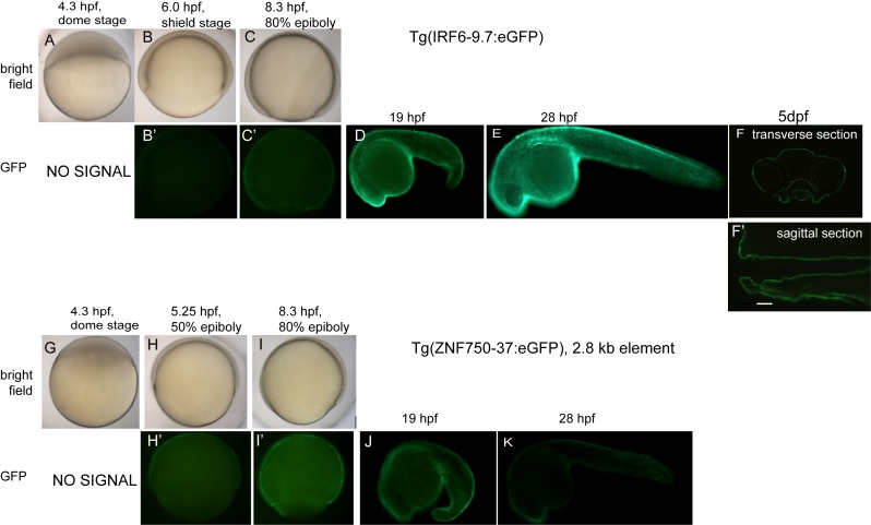 Figure 4—figure supplement 1.