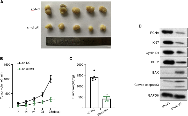 Figure 6