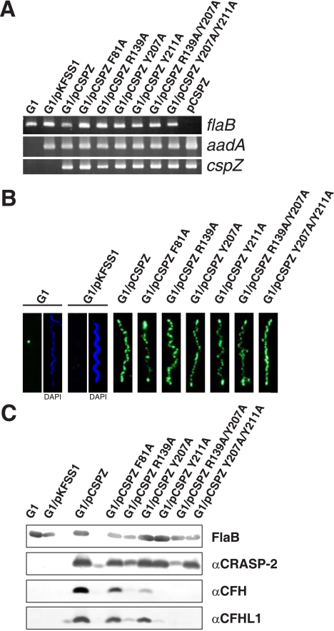 FIGURE 4.