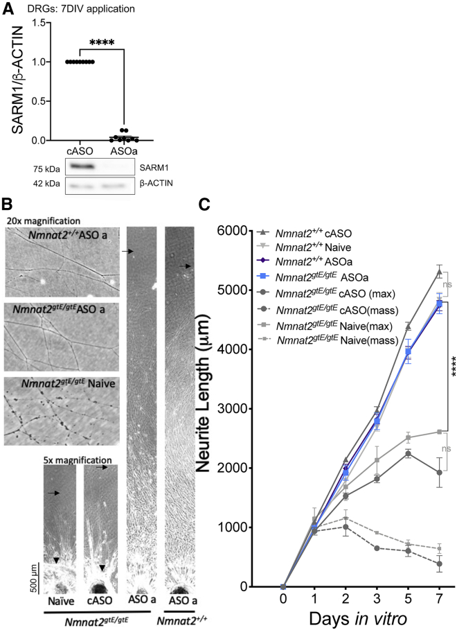 Figure 4