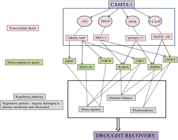 Figure 13