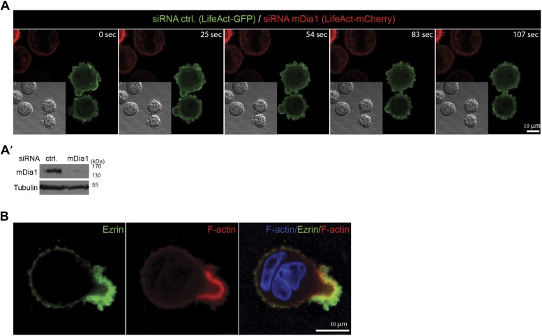 Figure 4—figure supplement 1.