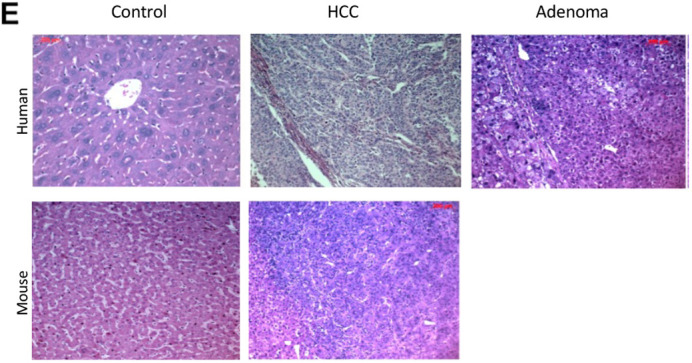 Fig. 3E (corrected panel).