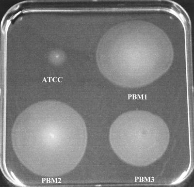 FIG. 2.