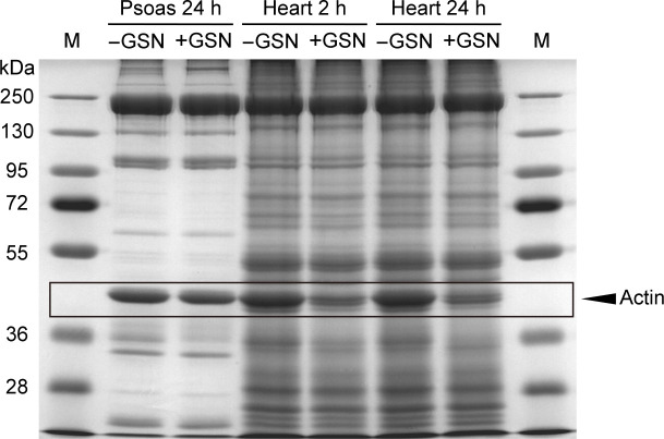 Figure 5—figure supplement 2.