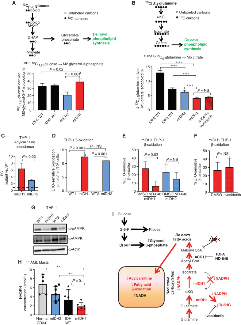 Figure 3. IDH1 mutation is linked to defective reductive carboxylation, increased fatty acid consumption, and decreased NADPH. A, Schematic and graph of flux studies showing the percentage of labeled M2 glycerol-3-phosphate derived from 13C[1,2] labeled glucose (2 of 6 carbons as heavy isotope) across THP-1 cells induced to express mIDH1 vs. IDH1 wild-type compared with mIDH2 vs. IDH2 wild-type. Glucose was added to media in normoxia over 13 hours. Schematic indicates M2 isotopolog of glycerol-3-phosphate de novo synthesis directly from glycolysis utilizing labeled glucose rather than the oxidative pentose phosphate pathway (M1 isotopolog). A two-tailed unpaired Student t test was used to compare differences between groups. This experiment was performed with 6 cell pellets for each sample blinded and randomized on each LC-MS run. B, Decreased reductive carboxylation of mIDH1 compared with IDH1 wild-type and mIDH2 expressed in THP-1 cells measured by the percentage of M5 citrate isotopolog obtained from U-13C5 glutamine labeling in 2% hypoxia over 16 hours as shown in the schematic. The last bar shows mIDH1 cells cultured in the presence of 10 μmol/L ivosidenib added prior to adding a label. This experiment was performed with 6 cell pellets for each sample blinded and randomized on each LC-MS run; ***, P < 0.001; **, P < 0.01, Student t test. C, Column graph showing fold change increase in acylcarnitine metabolites after induction of mIDH1 (+dox) vs. wild-type (−dox) in comparison with mIDH2 (+dox) vs. IDH2 wild-type (−dox) in THP-1 cells as measured by LC-MS. Student t test is used to compare groups. D, Column graph showing mean fatty acid β-oxidation as measured by the etomoxir-sensitive component of oxygen consumption in pmole/min/105 cells in mIDH1 vs. IDH1 wild-type, mIDH2 and IDH2 wild-type in THP-1 cells measured on Seahorse analyzer, 3 independent experiments. E, Column graph showing the percentage of beta-oxidation of total oxygen consumption (etomoxir-sensitive component) in mIDH1 and mIDH2 before and after the addition of the ACC1 inhibitor 100 nmol/L ND-646. A representative experiment is shown. Statistics represent paired t test with n = 4 replicates. F, Column graph showing % etomoxir-sensitive component in mIDH1 before and after the addition of 10 μmol/L ivosidenib. P = nonsignificant, Student t test, 4 replicates. G, Western blot showing phospho-AMPK on threonine 172 in THP-1 cells induced with mIDH1, mIDH2 and wild-type counterparts in lipid-replete conditions. Comparison with total AMPK alpha isoform and actin is shown in panels below. H, NADPH levels measured in identical 2 × 106 viable cell pellets of mIDH1, mIDH2, or wild-type primary AML blasts vs. normal CD34+ cells grown in culture for 48 hours in normoxia. Symbols indicate individual sample values. Student t test is used to compare groups. I, Schematic summarizing mIDH1-induced mechanisms impacting lipid metabolism. Pathways involved directly in phospholipid synthesis that are perturbed by mIDH1 are shown in red. Thin arrows indicate reduced flux, and thick arrows indicate preserved or increased flux. Black arrows indicate pathways not measurably affected by mIDH1. Mechanistic causes for aberrant lipid metabolism identified in our study include: (i) reduced carbon flux arising from defective reductive carboxylation by mutant IDH1 hetero/homodimers exacerbated in relative marrow hypoxia and mitochondrial stress, (ii) cumulative NADP(H) decrease by neomorphic reverse αKG to 2HG reaction, (iii) ongoing depletion of NADPH by residual reductive carboxylation of glutamine, (iv) insufficient NADPH replenishment by impaired forward reaction akin to TCA cycle, (v) increased fatty acid β-oxidation with a concomitant increase in acylcarnitines that is sensitive to ACC1 inhibition but not ivosidenib, and (vi) decreased AMPK phosphorylation, indicating an AMPK-independent mechanism for enhanced oxidative phosphorylation of fatty acids. In contrast, the flux of glucose to produce glycerol-3-phosphate, the building block for the glycerol component of glycerolipids, is not impaired and is rather upregulated in mIDH1 compared with mIDH2, shown in black. This would suggest de novo synthesis of glycerol from glucose is not the major cause of defective lipid species in mIDH1 AML. Similarly, static levels of citric acid cycle metabolites are decreased to similar in both mIDH1 and mIDH2 AML, as shown in Supplementary figures. Blockade of 2HG production by ivosidenib is not sufficient for restoring defective reductive carboxylation nor abrogating β-oxidation.