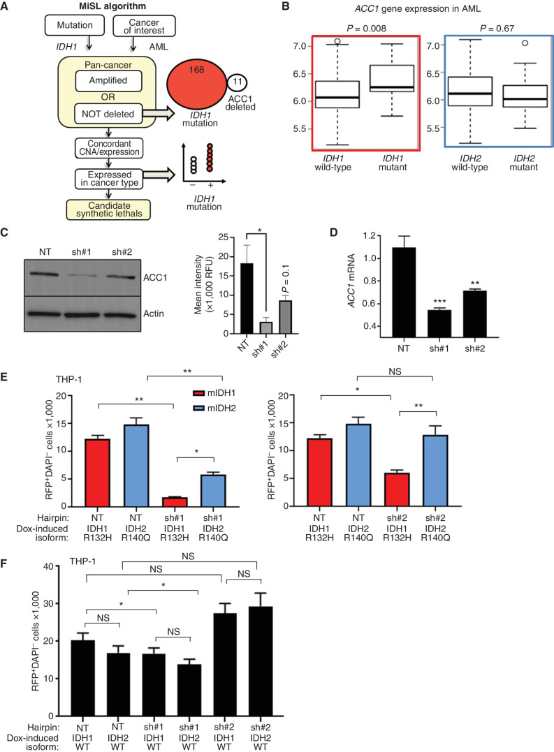 Figure 1. MiSL predicts ACC1 as a metabolic dependency for mutant IDH1 but not mutant IDH2. A, Schematic showing MiSL algorithm and prediction of ACC1 (ACACA) as a potential synthetic lethal partner of mutant IDH1 across pan-cancer. B, ACC1 mRNA expression comparing mutated IDH1 and IDH2 AML vs. wild-type in The Cancer Genome Atlas based on RNA sequencing data. Differences in expression were compared with Student t test with P values as shown. C, Validation of ACC1-specific hairpins on protein expression by Western blot (left) with quantification (right). Experiment was performed 3 independent times. *, P < 0.05. D, ACC1-specific hairpins with mRNA quantified by TaqMan qPCR compared with nontargeting shRNA. Experiment was performed in triplicate 2 independent times; ***, P < 0.001; **, P < 0.01; Student t test. E, Knockdown of ACC1 using shRNA#1 (left) or shRNA#2 (right) in THP-1 cells expressing IDH1 R132H (mIDH1) or IDH2 R140Q (mIDH2) under doxycycline-induced promoter in lipid-depleted media. The number of viable RFP+GFP+ double-positive cells at day 10 was enumerated relative to fluorescent counting beads. RFP tracks integrated ACC1-specific shRNA hairpin; eGFP tracks mutant protein after doxycycline induction. This experiment was performed 3 times with a representative graph shown. Bars represent standard deviation. ***, P < 0.001; **, P < 0.01; *, P < 0.05, Student t test performed on 4 sorted biological replicates for each transduction group. F, Similar experiment using wild-type IDH cells. ACC1 was knocked down using shRNA#1 or shRNA#2 in THP-1 cells expressing IDH1 or IDH2 wild-type proteins under doxycycline-induced promoter in lipid-depleted media. As in D, the number of viable RFP+GFP+ double-positive cells at day 10 was enumerated relative to fluorescent counting beads. RFP tracks integrated ACC1-specific shRNA hairpin; eGFP tracks wild-type protein after doxycycline induction. This experiment was performed 3 times with a representative shown. Bars represent standard deviation. NS = nonsignificant; NT = nontargeting shRNA.