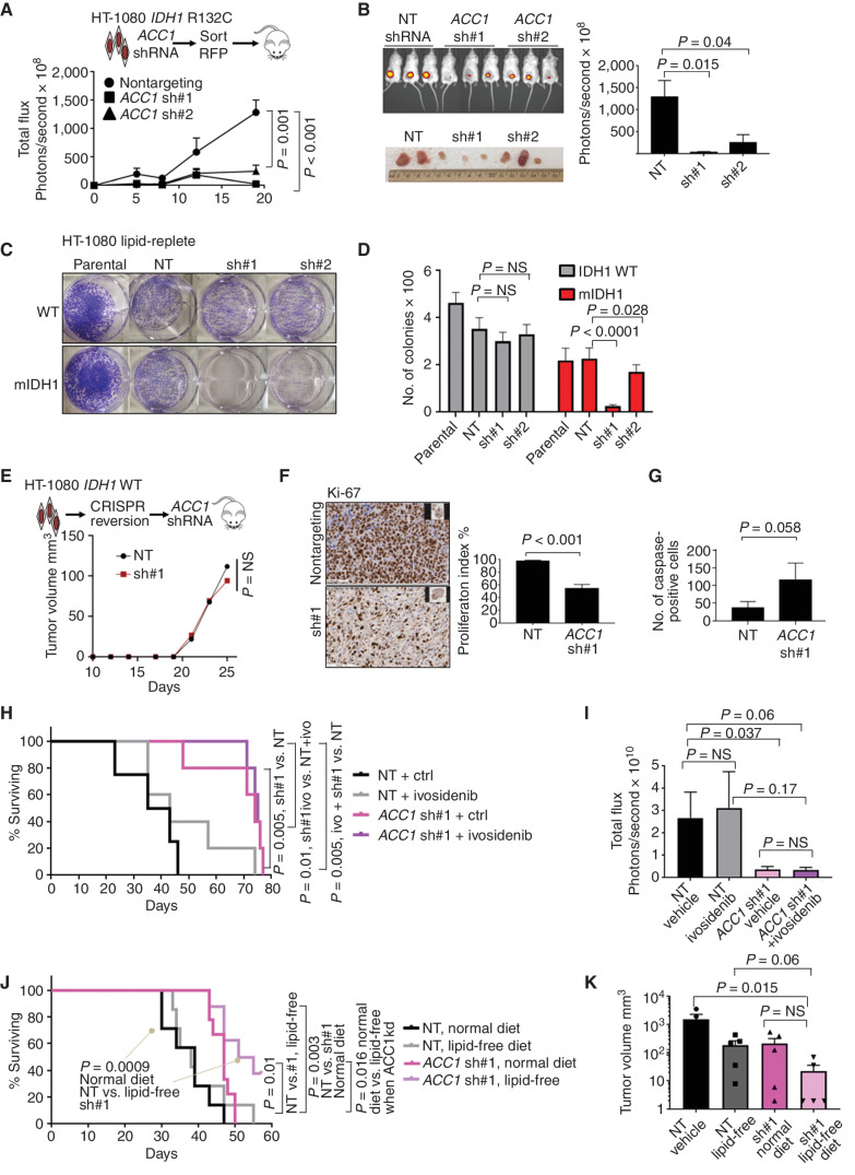 Figure 5. ACC1 is a potential target in IDH1-mutant solid tumors. A, Growth of HT-1,080 tumors over 21 days after knockdown of ACC1 measured by intravital imaging of shRNA transduced luciferase+ cells. B, In vivo imaging of tumors from the same experiment. C, Colony assays quantified by crystal violet showing decreased colonies in mIDH1 when ACC1 knockdown compared with wild-type in lipid-replete conditions. D, Column graphs showing mean number of colonies after seeding 2,500 cells per well; bars represent standard error of the mean from 2 independent experiments. E, In vivo growth of IDH1 wild-type HT-1080 cells after CRISPR-Cas9 correction. Plots show median tumor growth after 25 days. P = NS, Mann–Whitney U. F, Ki-67 IHC stain of explanted HT-1080 (5 tumors × 10 fields of view) after ACC1 knockdown compared with control with Student t test. Right, quantification of the Ki-67 proliferation index in tumors with ACC1 knockdown vs. control. G, Summary bar graph of 5 tumors × 10 fields of view showing increased apoptosis in ACC1 knockdown explants as measured by IHC staining of cleaved caspase-3 in explanted tumors. H, Kaplan–Meier log-rank survival curve for NSG mice transplanted with HT-1080 cells comparing ACC1 knockdown (pink) to nontargeting control (black) ± ivosidenib treatment 25 mg/kg/day (gray, purple) or vehicle given by oral gavage for 50 days. Mice eventually succumbed by 72 days in all treatment groups due to increased tumor growth requiring euthanasia. P values represent log-rank Mantel–Cox test between groups as indicated. I, Bar graph summarizing total flux (photons per second) based on intravital imaging at day 21 for the same experiment, Student t test with indicated P values assessed statistical significance. J, Kaplan–Meier log-rank survival curve for NSG mice transplanted with HT-1080 cells and fed lipid-free vs. normal (lipid-replete) rodent diet. As in the previous experiment, mice eventually succumbed by day 70 in all treatment groups due to increased tumor growth. P values represent log-rank Mantel–Cox test between groups as indicated. K, Bar graph summarizing tumor size at 21 days after engraftment as measured by calipers.