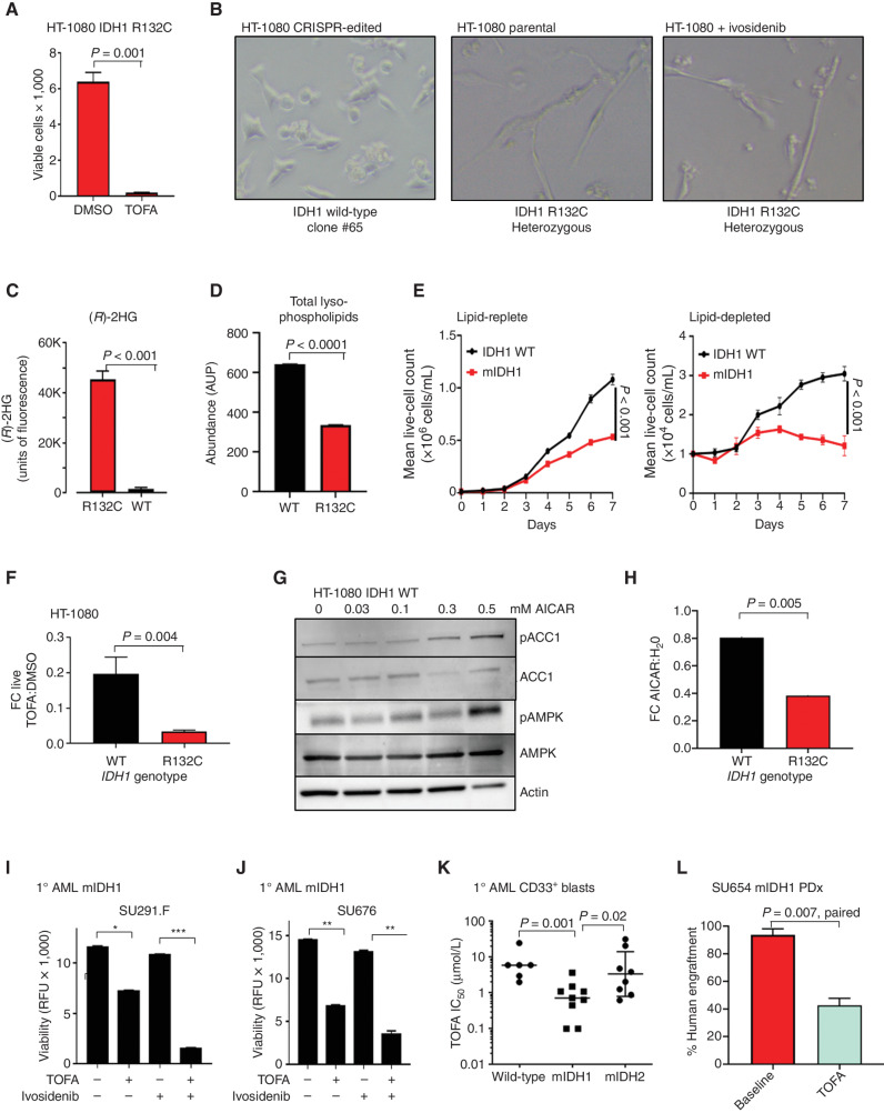 Figure 6. ACC1 selective inhibitors have activity in IDH1-mutated cancers. A, Viability of HT-1080 mIDH1 R132C cells after exposure to 4 μmol/L TOFA for 72 hours measured by DAPI-negative cell population. B, Representative images of wild-type IDH1 reversion HT-1080 cells cultured at low density in 4% lipid-depleted serum or IDH1 R132C parental cells or IDH1 R132C treated with 10 μmol/L ivosidenib. Note cells with IDH1 R132C mutation form ultra-thin adherent elongated spindle-like cells. This morphology changes were not reversed by coculture with ivosidenib. C, Measurement of 2HG in the supernatant of parental mIHD1 HT-1080 cells but undetectable in wild-type IDH1 reversion HT-1080 cells (clone #65 is shown as representative clone) after 72 hours. D, Total abundance of lysophospholipids (LPC + LPE) measured by LC-MS in mIDH1 vs. WT HT-1080 cultured in lipid-depleted media. E, Growth curves of mIDH1 vs. wild-type revertant HT-1080 in lipid-replete (left) vs. lipid-depleted (right) serum over 7 days. F, Fold change decrease in the number of live IDH1 R132C HT-1080 cells compared with IDH1 reversion wild-type HT-1080 cells after 96 hours exposure to ACC1 inhibitor TOFA compared with DMSO vehicle. Graph shows mean of 3 independent experiments. G, Western blot showing increased phosphorylated ACC1 Serine 79 after treatment of HT-1080 wild-type cells with increasing concentration of 5-aminoimidazole-4-carboxamide riboside (AICAR). H, Fold change decrease of in the number of live IDH1 R132C HT-1080 cells after 96 hours exposure AICAR vs. to H2O vehicle in comparison with IDH1 reversion wild-type HT-1080 cells under same conditions. Graph is a summary of 3-independent experiments. I–J, Primary mIDH1 AML cells isolated by flow cytometry from a patient at relapse (I) and a de novo patient (J) are sensitive to 10 μmol/L TOFA over 72 hours but cytotoxicity is not reversed by 10 μmol/L ivosidenib. K, Summary of TOFA IC50 at 72 hours after in vitro treatment of mIDH1, mIDH2, and IDH wild-type primary AML blasts cultured in low serum media. P value reflects nonparametric two-tailed comparison between groups; bars represent median IC50 in μmol/L. L, Engraftment of mIDH1 AML at baseline and after 30 days of treatment with either vehicle or 50 mg/kg TOFA given by daily intraperitoneal injection. P = 0.007, paired t test, treated vs. baseline.