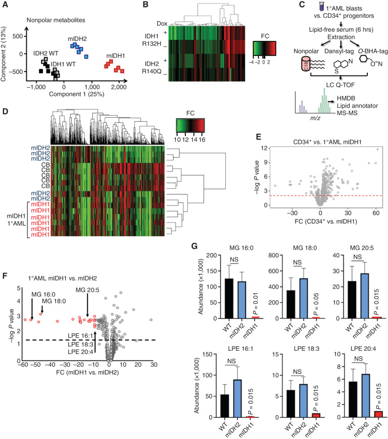 Figure 2. IDH1-mutant AML associated with decreased single chain fatty acid metabolites. A, Principal component analysis of extracted nonpolar metabolites identified by mass spectrometry in negative ion mode from THP-1 cells cultured in low serum media following induction of mIDH1 R132H, mIDH2 R140Q, wild-type IDH1, or wild-type IDH2. B, Heat map showing differentially abundant nonpolar lipid species globally decreased in IDH1 R132H THP-1 cells (+ dox) compared with IDH2 R140Q (+ dox) vs. no-dox controls. C, Schematic showing metabolomics protocol for extracting nonpolar lipid species using organic solvent and derivatization of polar metabolites with O-benzylhydroxylamine and dansyl-tags from primary cell AML extracts. Putative metabolite identifications based on mass/charge ratio and retention time were determined from the Human Metabolome Database, Lipid Annotator software, and a validated in-house lipidomics fragmentation library. D, Heat map showing clustering of primary AML samples based on differentially abundant metabolites (all metabolites, both polar and nonpolar). mIDH1 samples are shown in red. E, Volcano plot highlighting significant differentially abundant metabolites in healthy IDH1 wild-type CD34+ progenitors vs. mIDH1 AML. Red dashed line indicates a nonadjusted P value threshold of 0.05. F, Volcano plot highlighting significant differentially abundant metabolites in 6 × mIDH1 vs. 5 × mIDH2 AML samples. Dashed line indicates a nonadjusted P value threshold of 0.05. G, Representative examples of distinct lipid metabolites with decreased abundance in IDH1-mutant vs. IDH2-mutant AML and wild-type AML, x-axis shows metabolite abundance. LPE, lysophosphatidylethanolamine; MG, monoacylglycerolipids; Bars represent standard error of independent samples. All P values represent comparison with WT.