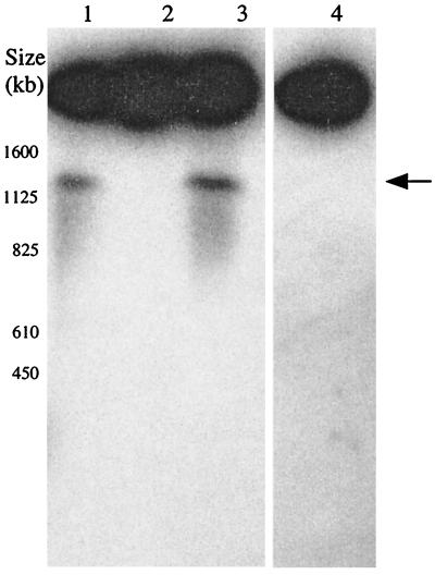 FIG. 5