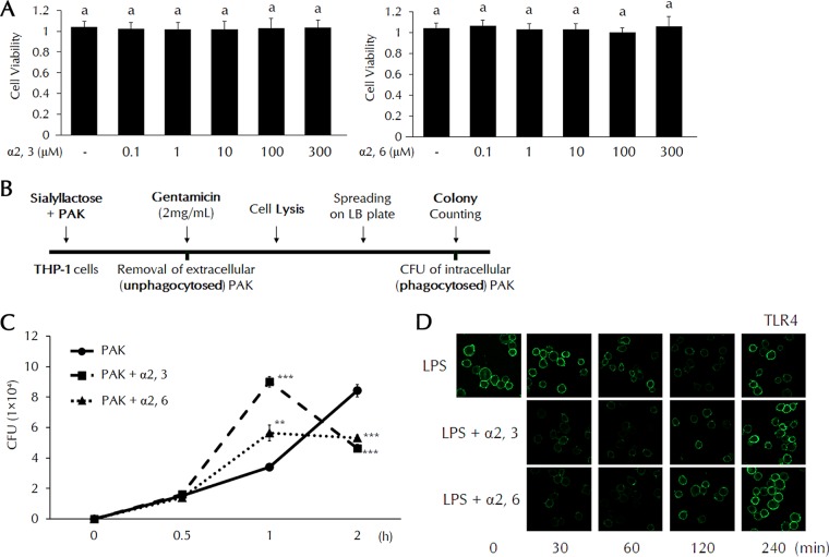 FIG 2