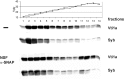 Fig. 10.