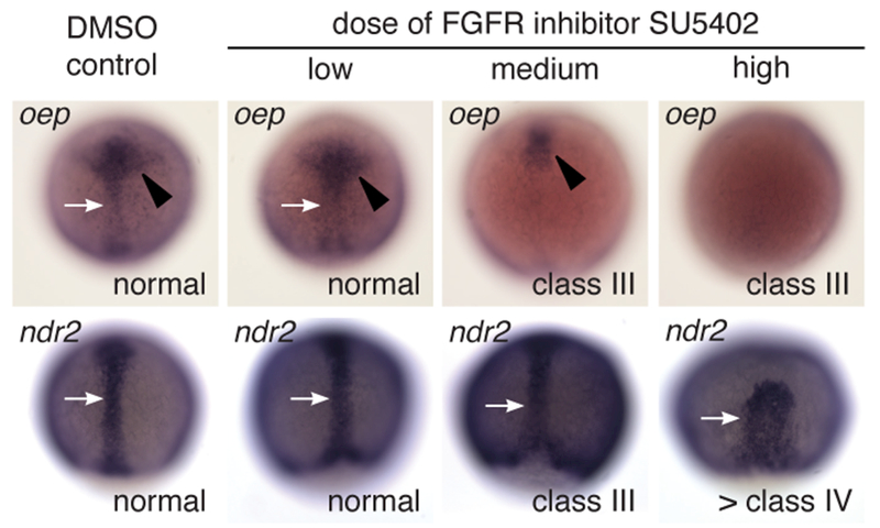 Figure 6: