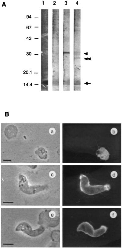 FIG. 5