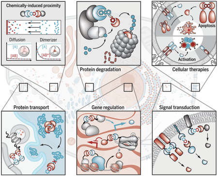 graphic file with name nihms-1010308-f0001.jpg
