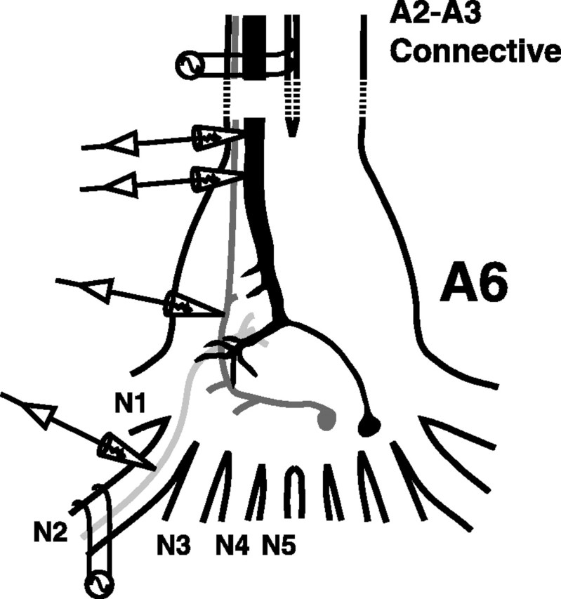 Fig. 1.