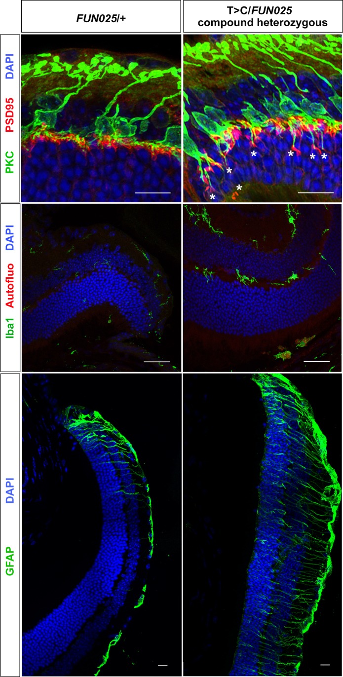 Figure 3—figure supplement 2.