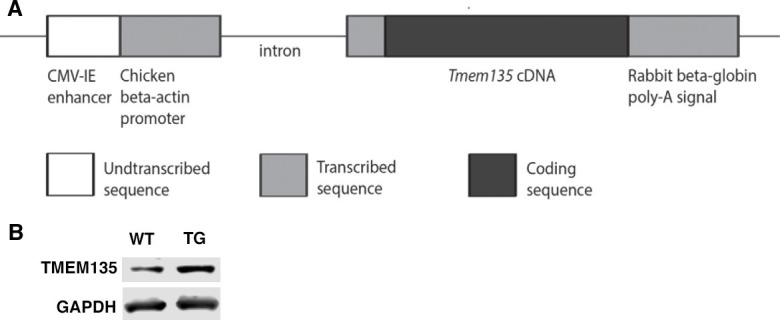 Figure 5—figure supplement 1.