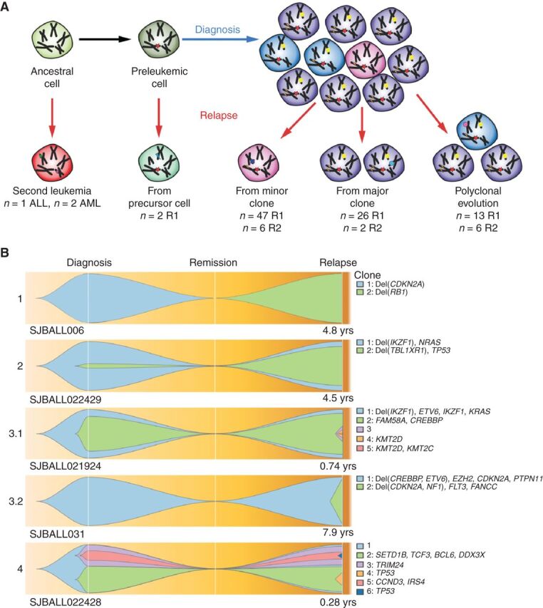 Figure 2. Patterns of relapse in ALL. A, Schematic overview of mechanisms of clonal evolution. Three patients developed a second primary tumor that was not clonally related to the previous tumor occurrence. Two patients developed a tumor that shared only one founding fusion between diagnosis and relapse, indicating the disease relapsed from a preleukemic cell. Further relapses arose through evolution from a minor clone, a major clone, or multiple clones. B, Fish plots of the clonal evolution models inferred from somatic mutations detected in diagnosis and relapse samples. MAF of the somatic mutations was used by the sciClone R package (14) to infer potential clonal clusters (shown in different colors) and visualized by Fishplot (ref. 13; see Methods). Four major clonal evolution models were observed: 1, relapse sample is a second primary leukemia with no somatic mutations shared with diagnosis; 2, a minor clone (somatic mutations' median MAF of the clone is less than 30%) in diagnosis develops into the major clone in relapse; 3, a major clone (somatic mutations' median MAF of the clone is greater than 30%) is preserved from diagnosis to relapse (3.1) or emerges as a major clone at relapse (3.2); 4, multiple subclones in diagnosis develop as multiple subclones in relapse. For each exemplary case, the time from diagnosis to relapse is indicated. Focal deletions and nonsilent somatic mutations on cancer genes (according to the COSMIC Cancer Gene Census and well-known leukemia relevant genes) for each inferred clone are shown on the right side.