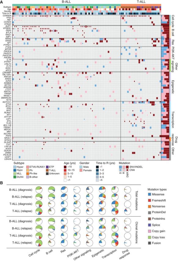 Figure 1. Somatic mutation spectrum in ALL at diagnosis and relapse. A, Nonsilent mutations in recurrently affected (≥3 cases) key genes (COSMIC Cancer Gene Census or reported leukemia relevant genes) in diagnosis (D) and first available relapse (R) sample per case. The B-ALL cases are grouped into well-defined disease subtypes, which include hyperdiploid (Hyper), hypodiploid (Hypo), KMT2A (MLL)-rearranged, DUX4-rearranged (DUX4), ETV6-RUNX1, BCR-ABL1 (Ph), Ph-like, and a group of other B-ALL subtypes including B-other, PAX5 P80R, and iAMP21 ALL. Mutations in the form of SNV/indels and focal CNAs are shown as rectangles with different sizes. Mutations observed only in D, only in R or shared by D and R are shown in blue, pink, and dark red colors, respectively. The prevalence for each gene mutation is shown in bar graph on the right. B, Distribution of recurrent mutations in key pathways. Top, all recurrent mutations; bottom, the clonal (MAF ≥ 30%) nonsilent mutations. Samples are divided into B-ALL (n = 67) and T-ALL (n = 25) and the mutation ratio in diagnosis and relapse stages is shown. Detailed mutation types are indicated by different colors.