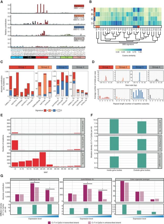 Figure 6. Mutational signature analysis of hypermutated relapses identifies multiple distinct mutational processes in hypermutation. A, Four mutational signatures identified in hypermutated ALL. Relative contribution of the different mutation types in their trinucleotide context, and cosine similarity values to reported COSMIC signatures are shown. B, Cosine similarity heatmap showing the hierarchical clustering of de novo signatures identified in this study with 30 known SBS signatures, including those associated with AID/APOBEC (orange bar), spontaneous deamination of meC (red bar), and mismatch repair (blue bar). C, Absolute contribution of each of the four signatures to the acquired mutations in 17 hypermutated relapse samples from 13 patients. Samples are grouped on the basis of the most prominent contributing signature. D, Average number and size of acquired indels in samples assigned to each group (top) and the number of repetitive subunits surrounding an inserted or deleted subunit (bottom). A value of 0 indicates that the indel is not located within a simple repeat. E, Total number of mutations (acquired and preserved) assigned with >95% confidence to signature A in the tumors of SJETV010, binned based on the mutation allele frequency (MAF). F, Density of C>T transitions in CpGs inside and outside gene bodies of two hypermutated relapses (SJETV010R2 and SJHYPER022R1) with high contribution of signature A mutations (top and middle) and healthy colon organoids with high contribution of SBS1 mutations (average of 3 organoids; bottom). G, Bar plots showing number of C>T transitions in CpGs on the transcribed and nontranscribed strand in relation to gene expression (top) and density of C>T transition in CpGs (bottom) in genes with no, low (<median) and high (≥median) expression (*, P < 0.05).