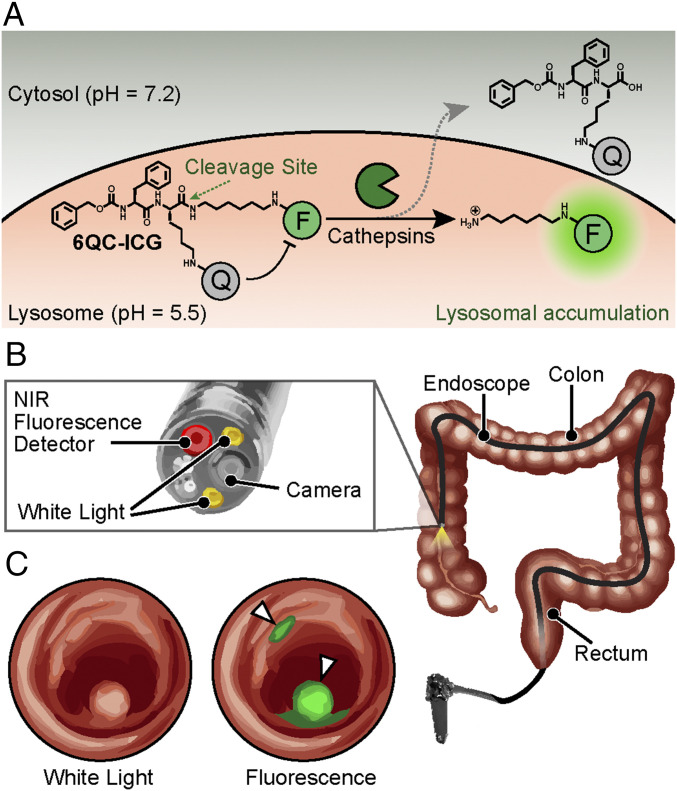 Fig. 1.