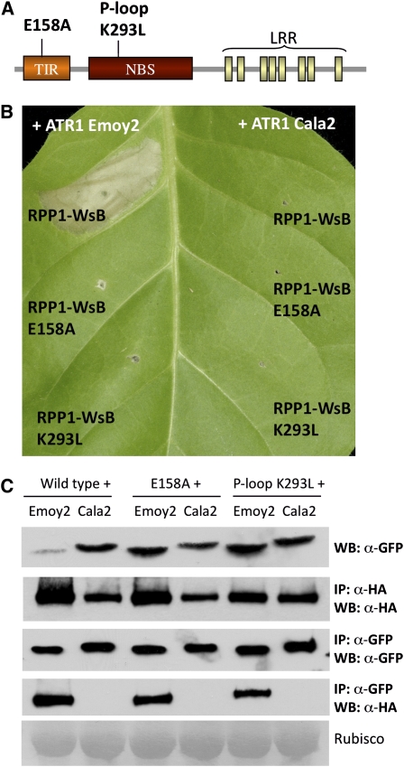 Figure 6.