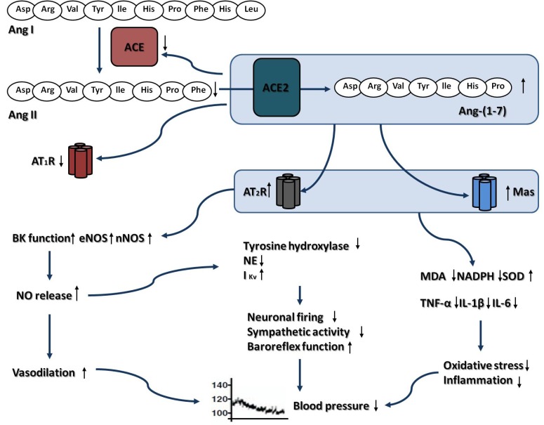 Fig. (1)