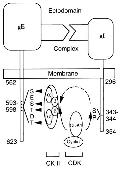 FIG. 14