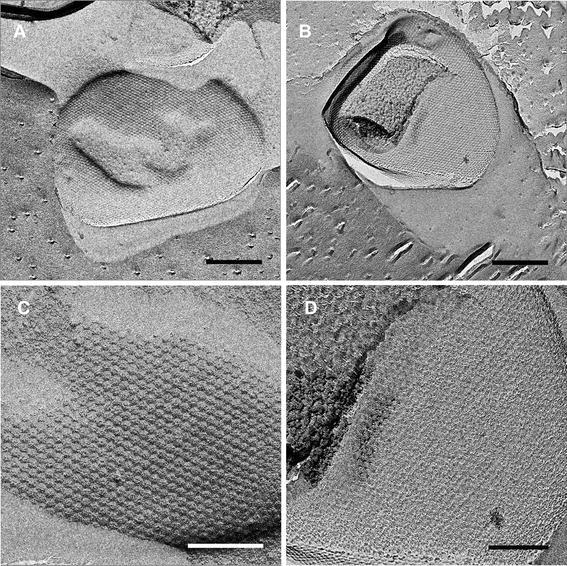 Fig. 7