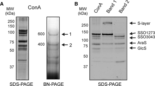 Fig. 4