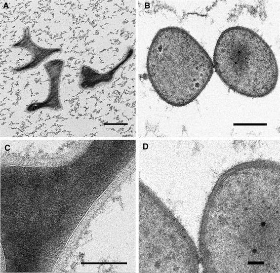 Fig. 6