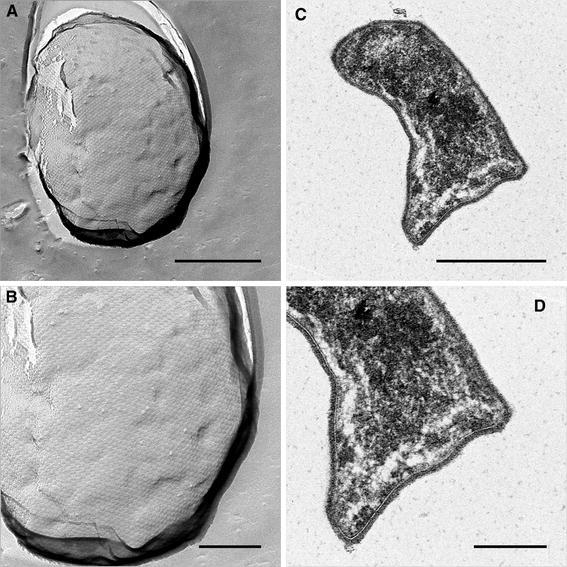 Fig. 8