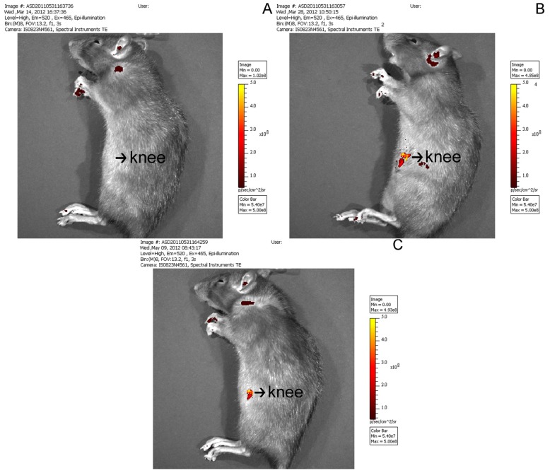 Lentivirus-Mediated ERK2 siRNA Reduces Joint Capsule Fibrosis in a Rat ...