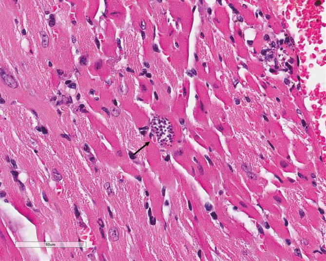 Fig. 2.1
