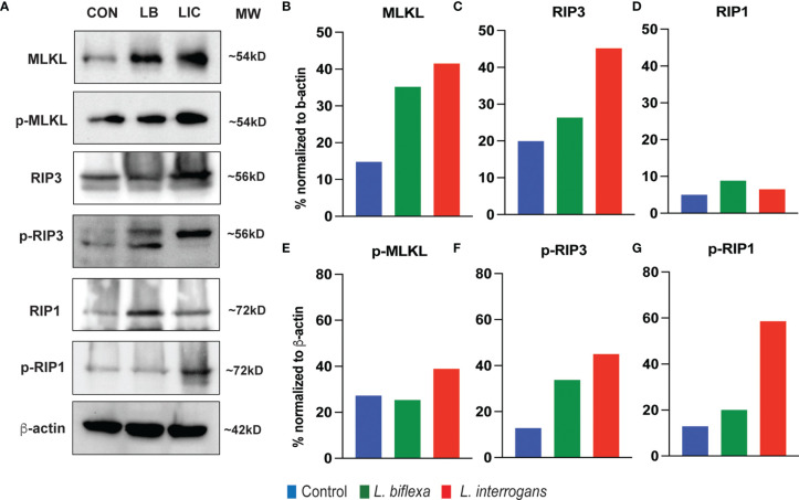 Figure 6