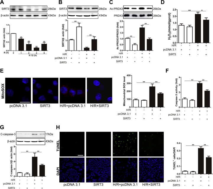 Supplementary Fig. 1